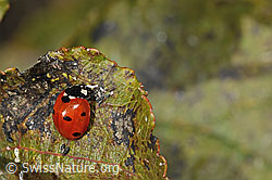 Siebenpunkt-Marienkäfer (Coccinella septempunctata) (C357896)