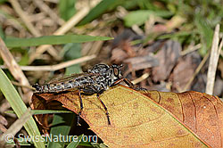 C357917: Kleine Raubfliege (Tolmerus pyragra)