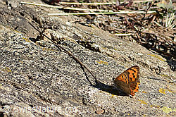 Kleiner Feuerfalter (Lycaena phlaeas) (C357937)