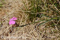 Gewöhnliche Kartäuser-Nelke (Dianthus carthusianorum) (C358159)