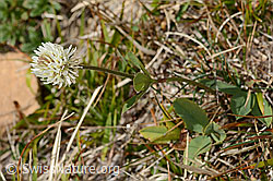 Berg-Klee (Trifolium montanum) (C358267)