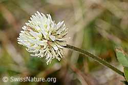 Berg-Klee (Trifolium montanum) (C358269)