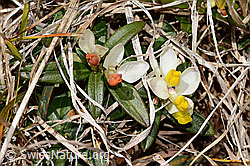 Buchsblättrige Kreuzblume (Polygala chamaebuxus) (C358274)