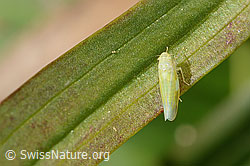 Schwefelblattzikade (Emelyanoviana mollicula) (C358276)