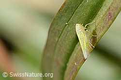 Schwefelblattzikade (Emelyanoviana mollicula) (C358283)