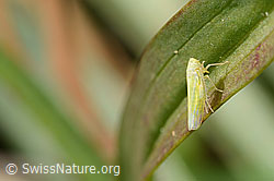 Schwefelblattzikade (Emelyanoviana mollicula) (C358284)