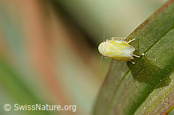 Schwefelblattzikade (Emelyanoviana mollicula) (C358285)