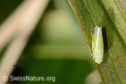 Schwefelblattzikade (Emelyanoviana mollicula) (C358286)