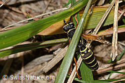 Berg-Feldwespe (Polistes biglumis) (C358302) Berg-Feldwespe (Polistes biglumis) (C358302)