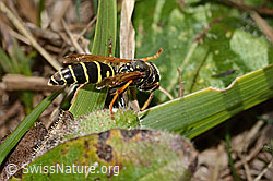Berg-Feldwespe (Polistes biglumis) (C358305) Berg-Feldwespe (Polistes biglumis) (C358305)