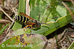 Berg-Feldwespe (Polistes biglumis) (C358306) Berg-Feldwespe (Polistes biglumis) (C358306)