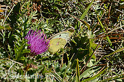 Stängellose Kratzdistel (Cirsium acaule)