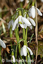 Galanthus nivalis (C359888) Galanthus nivalis (C359888)