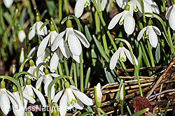 Galanthus nivalis (C359891) Galanthus nivalis (C359891)