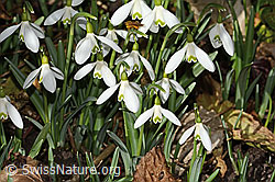 Galanthus nivalis (C359895) Galanthus nivalis (C359895)
