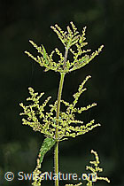 Urtica diocia (C377567) Urtica diocia (C377567)