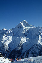 DIA94039: Bietschhorn von Norden