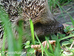 Braunbrustigel (Erinaceus europaeus) (DSCN0566)