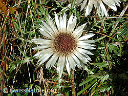 DSCN1452: Silberdistel
