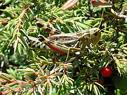 DSCN1459: Grosse Höckerschrecke (Arcyptera fusca)