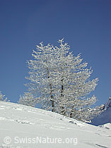 Foto: Verschneite Lärche