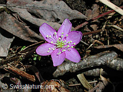 DSCN2714: Leberblümchen