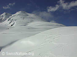 DSCN2877: Hirli, Binntal und geschwungene Skiabfahrtsspuren