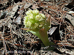 Foto: Weisse Pestwurz (Petasites albus)