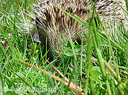 Braunbrustigel (Erinaceus europaeus) (DSCN2992)