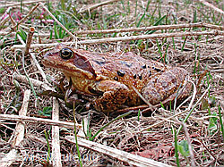DSCN3061: Grasfrosch (Rana temporaria)