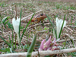 DSCN3066: Grasfrosch (Rana temporaria)