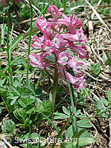 DSCN3070: Festknolliger Lerchensporn (Corydalis solida)