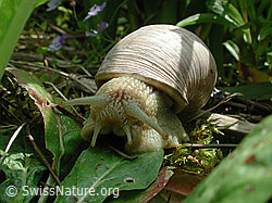 Weinbergschnecke (Helix pomatia) (DSCN3171)