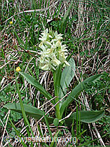 Foto: Holunder-Knabenkraut