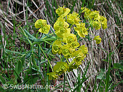 DSCN3184: Zypressen-Wolfsmilch (Euphorbia cyparissias)