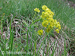 DSCN3185: Zypressen-Wolfsmilch