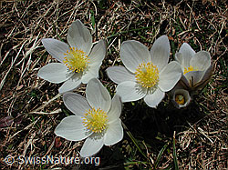 Foto: Pelzanemone, Frühlingsanemone