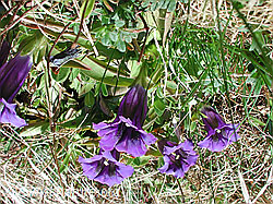 DSCN3259: Koch