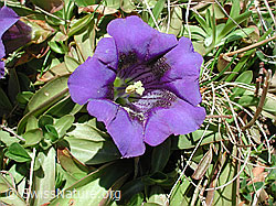 DSCN3261: Koch
