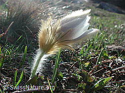 Foto: Pelzanemone im Gegenlicht