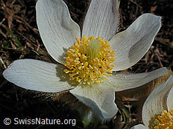 Foto: Frühlingsanemone, Blüte