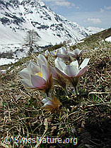 Foto: Frühlingsanemone, Pelzanemone mit Umgebung