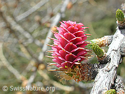 Foto: Blüte der Lärche