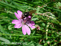 Gemeine Schnauzenschwebfliege (Rhingia campestris) an Gemeine Nachtviole (Hesperis matronalis)