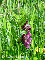Hecken-Wicke (DSCN3566)