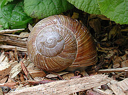 Weinbergschnecke (Helix pomatia) (DSCN3594)