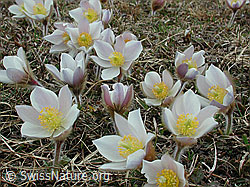 Foto: Frühlingsanemonen, grosse Anzahl