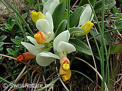 DSCN3673: Buchsblättrige Kreuzblume