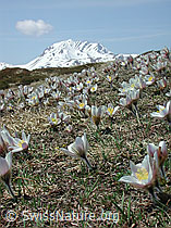 Foto: Pelzanemonen und Bättlihorn