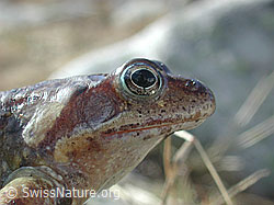 DSCN3851: Grasfrosch (Rana temporaria)